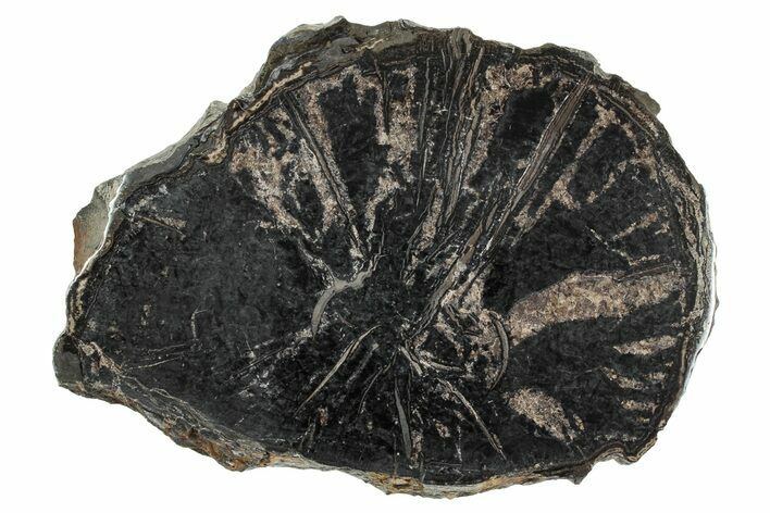 Polished Petrified Cycad Slab - England #242187